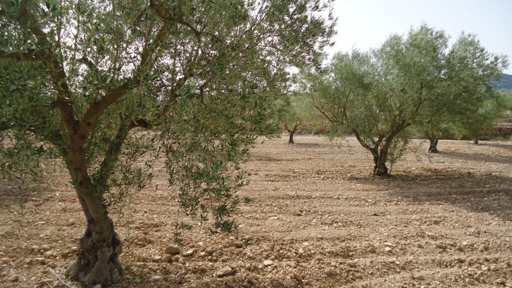 Land Cañada del Trigo Murcia - image 8