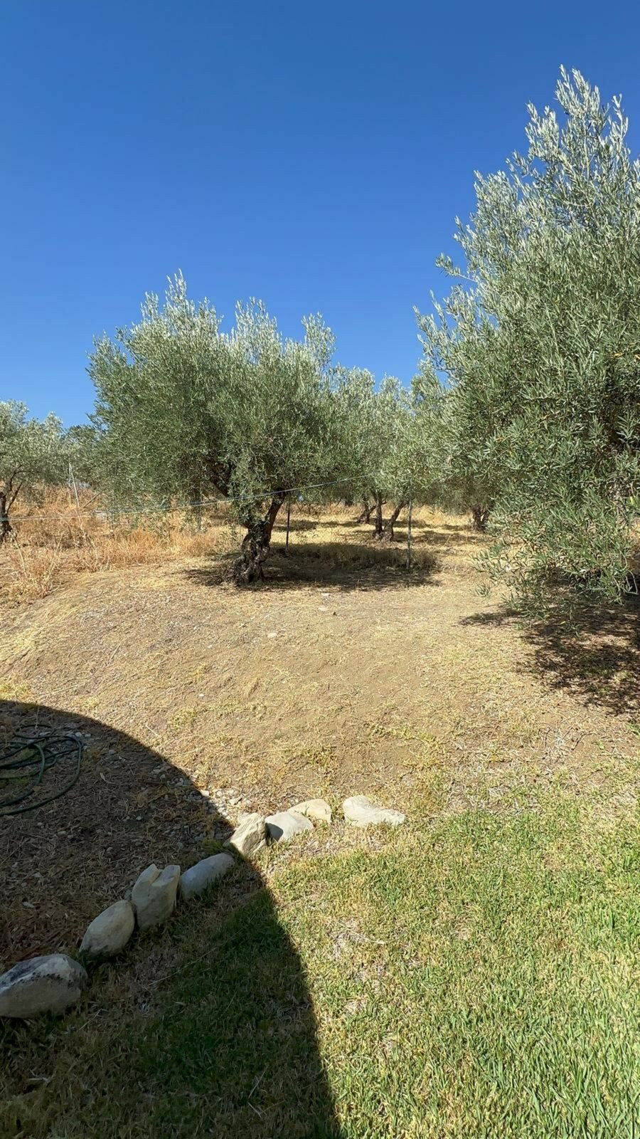 Finca - Cortijo Monda Málaga - image 10