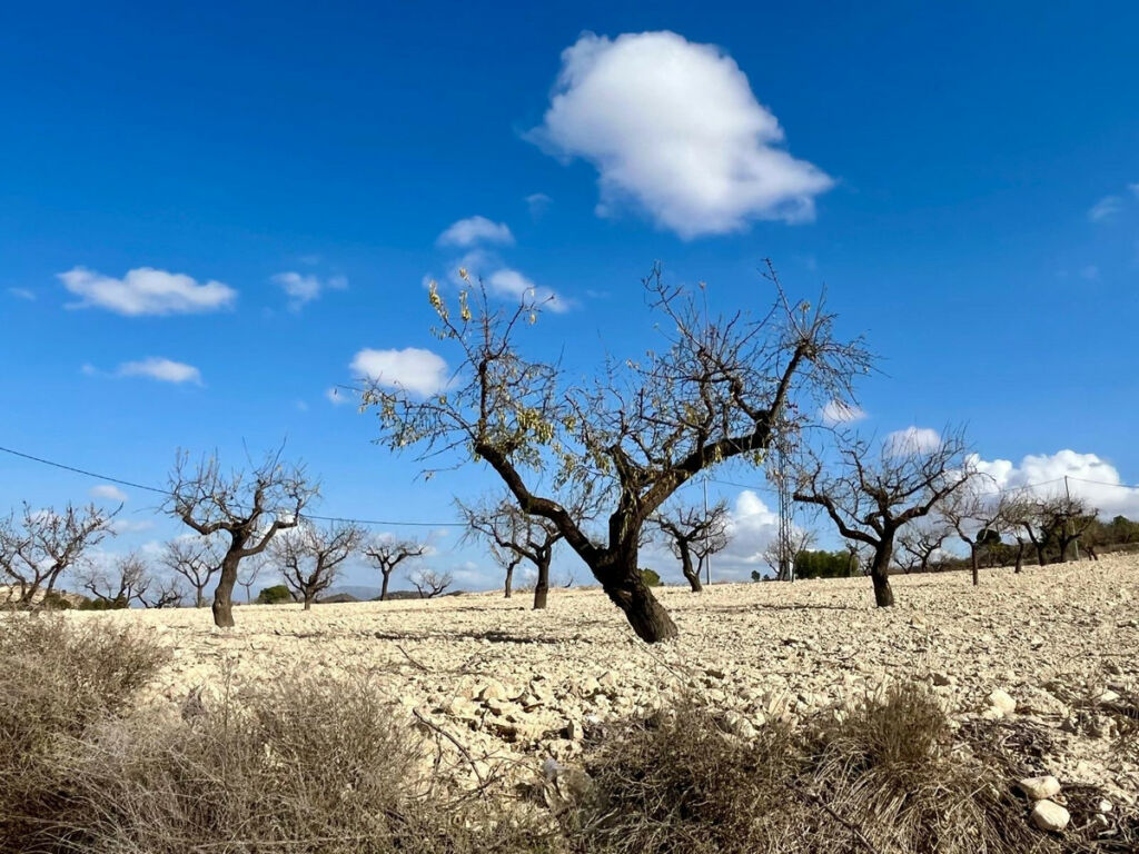 Land Bullas Murcia - image 15