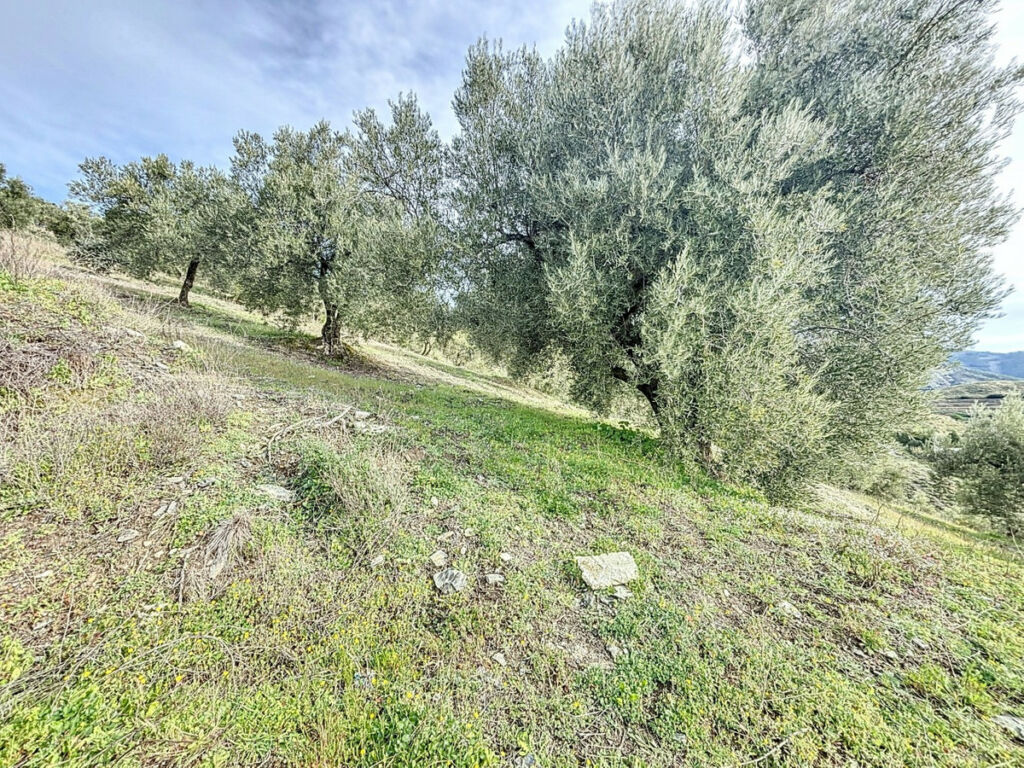 Land Sedella Málaga - image 16