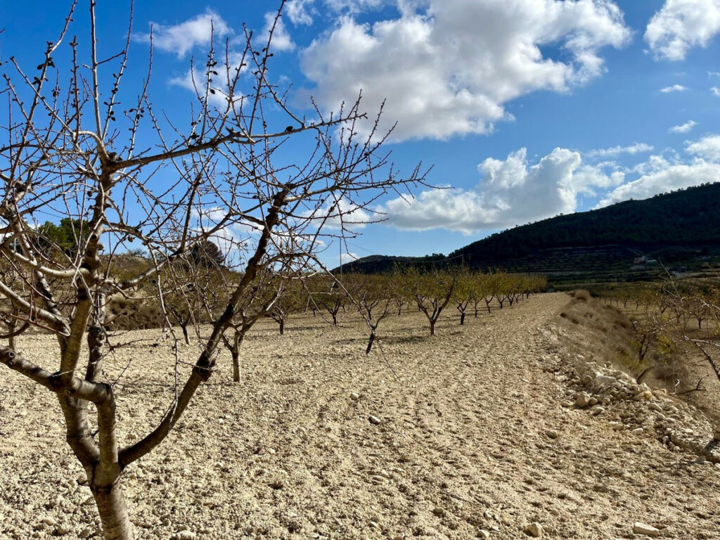 Land Bullas Murcia - image 16
