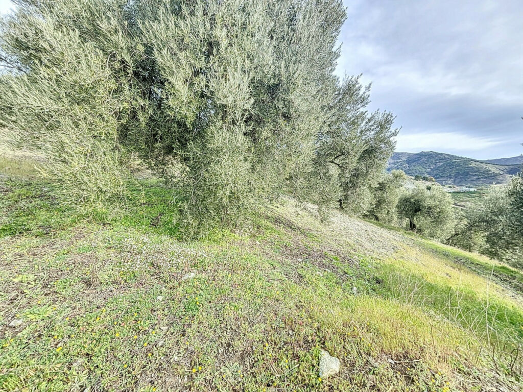 Land Sedella Málaga - image 17