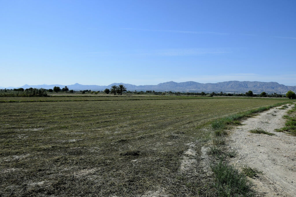 Land Catral Alicante - image 2