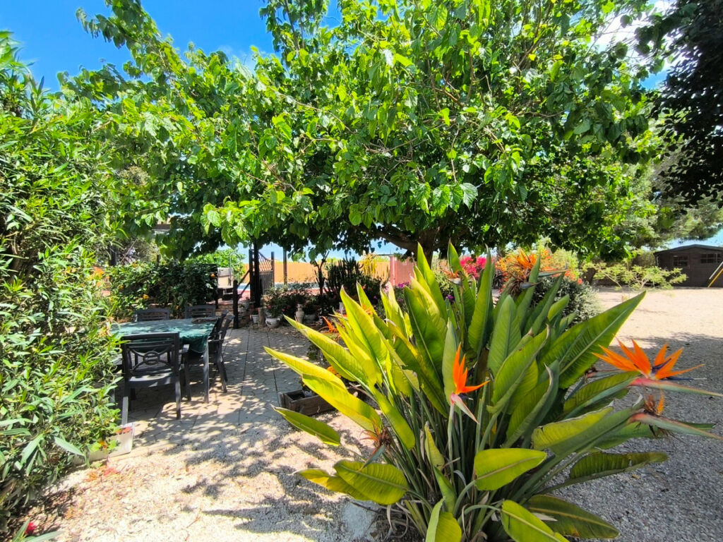 Finca - Cortijo Orihuela Alicante - image 27