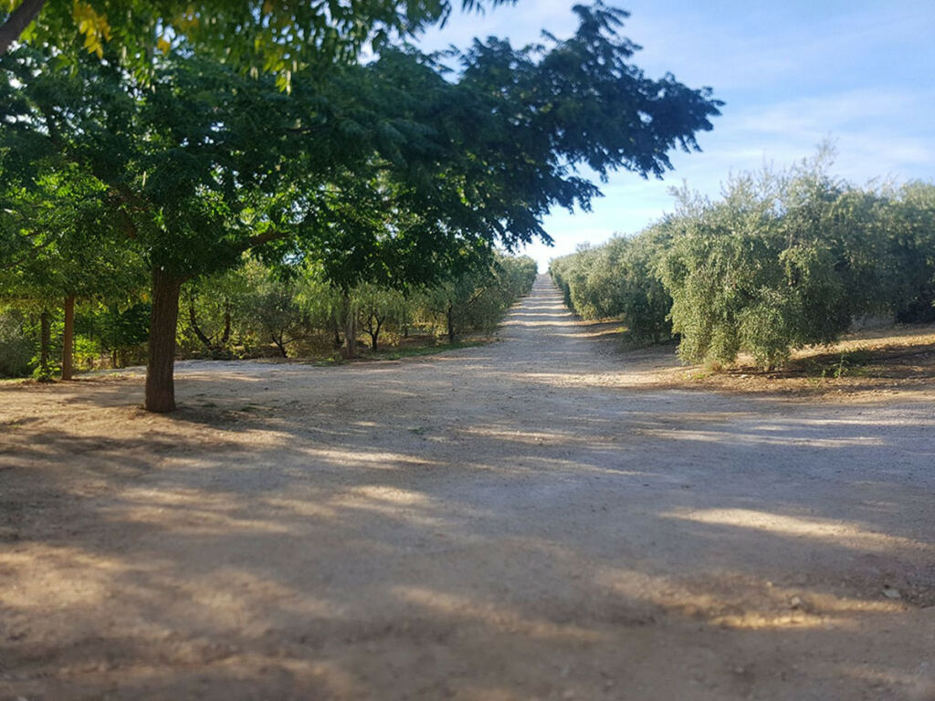 Finca - Cortijo Ronda Málaga - image 28