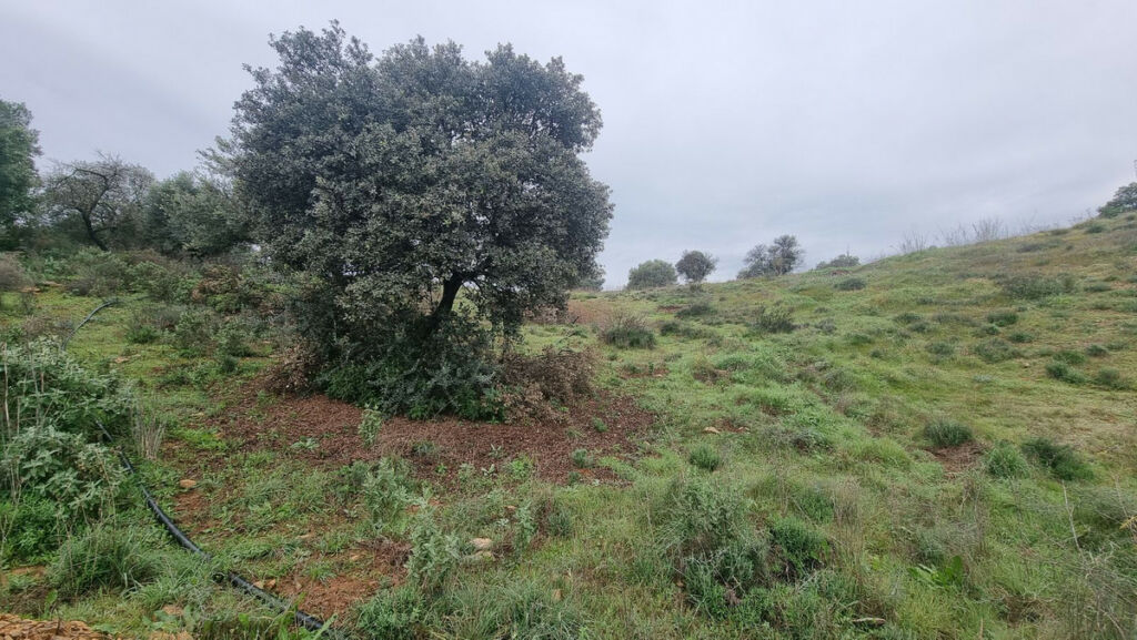 Land Coín Málaga - image 3