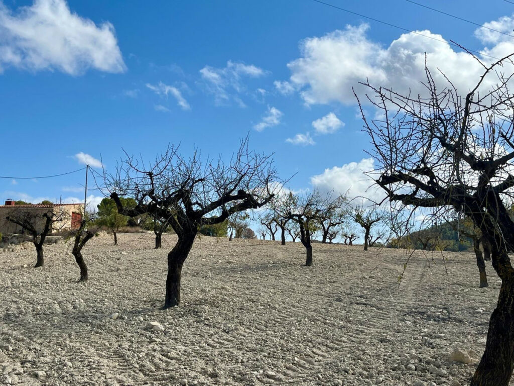Land Bullas Murcia - image 20