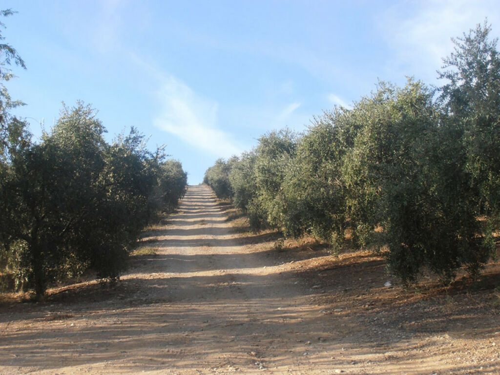 Finca - Cortijo Ronda Málaga - image 38