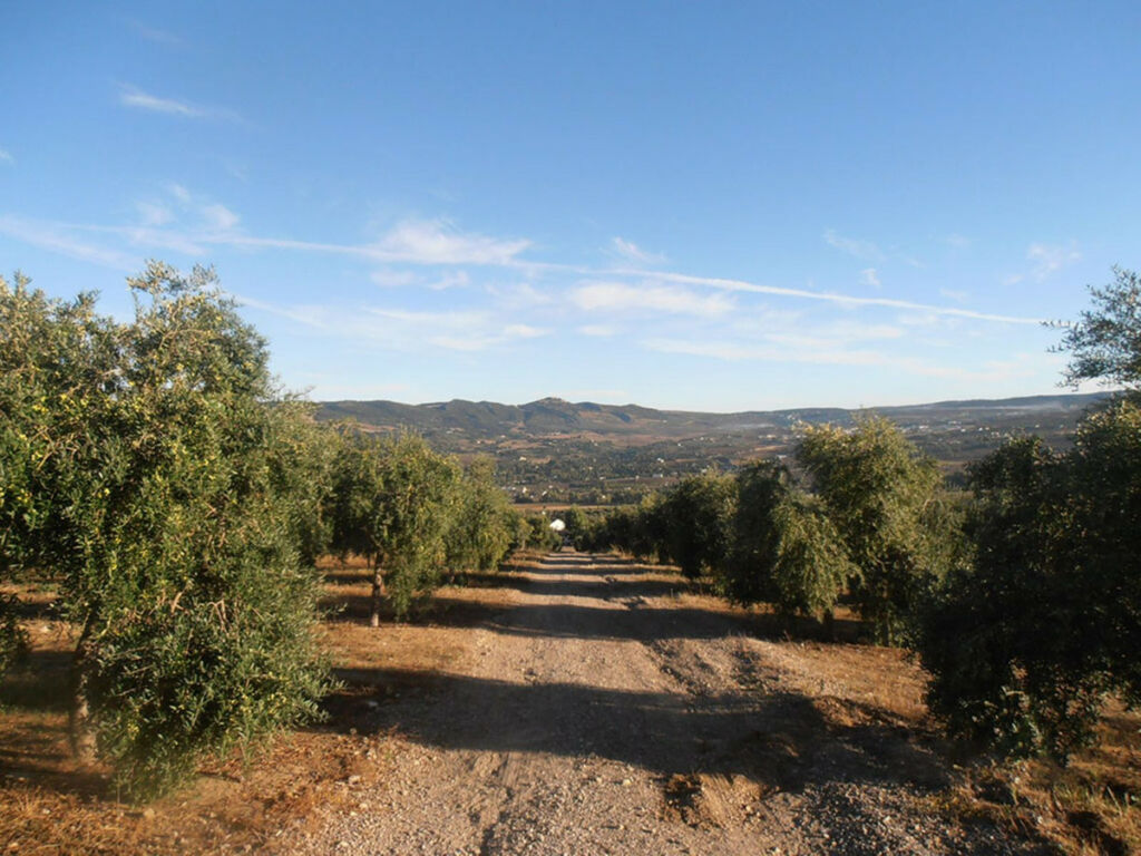 Finca - Cortijo Ronda Málaga - image 39