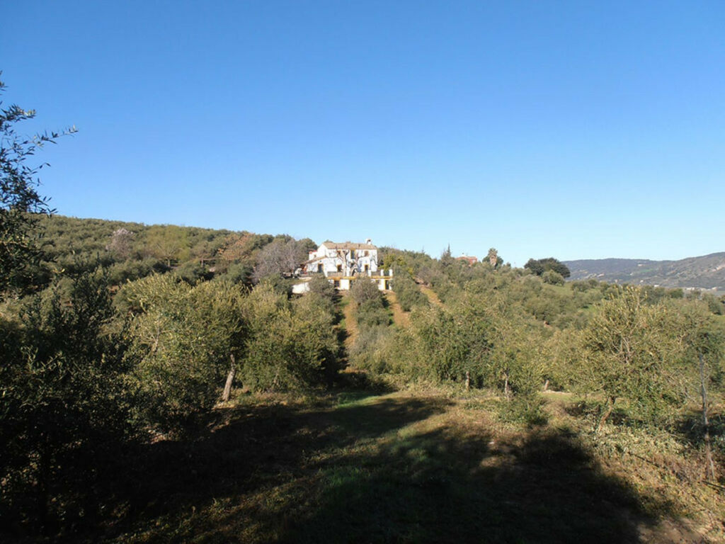 Finca - Cortijo Ronda Málaga - image 40