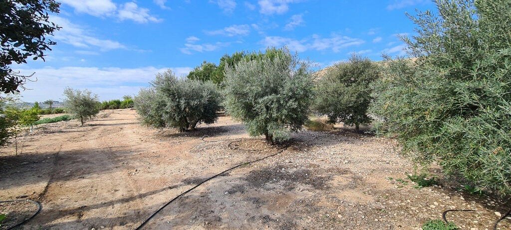 Detached Villa La Matanza Alicante - image 43