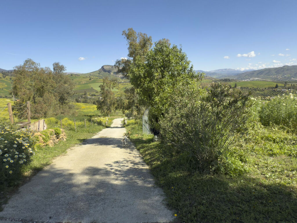 Finca - Cortijo Pizarra Málaga - image 45