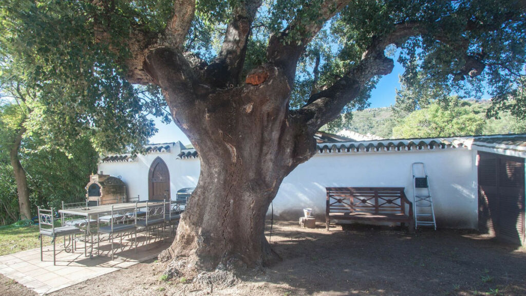 Finca - Cortijo Casares Málaga - image 51