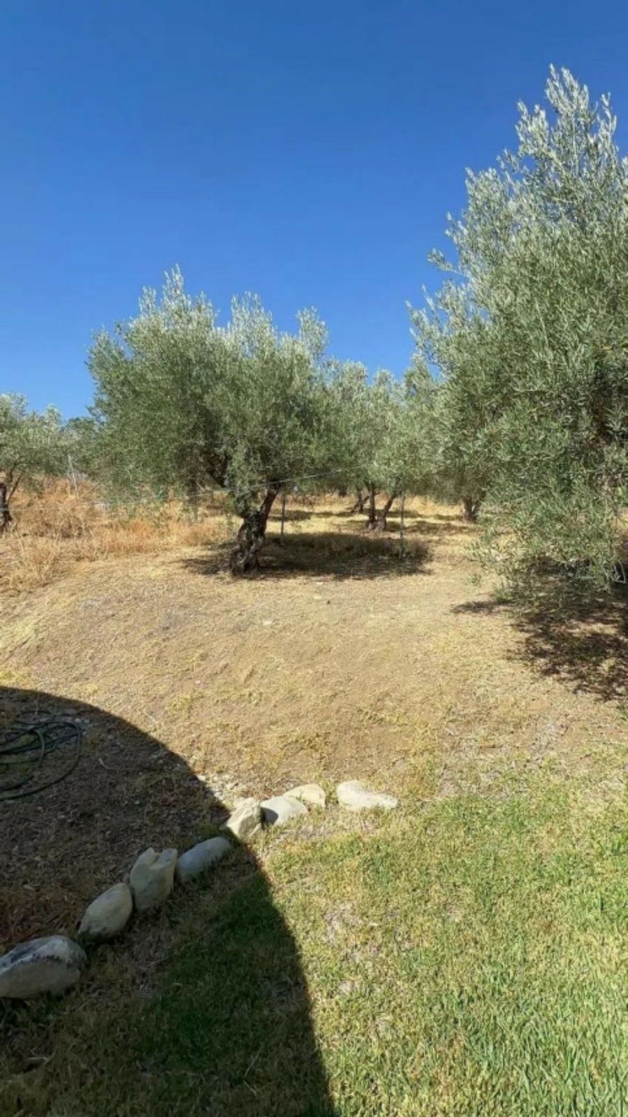 Finca - Cortijo Monda Málaga - image 6
