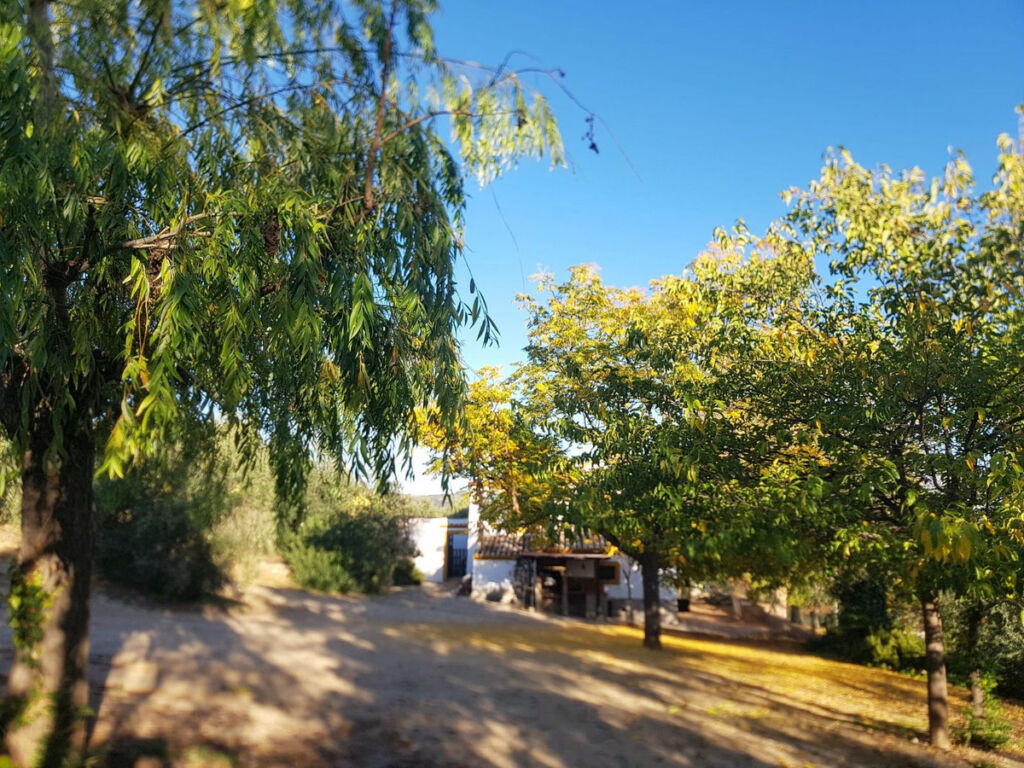 Finca - Cortijo Ronda Málaga - image 9