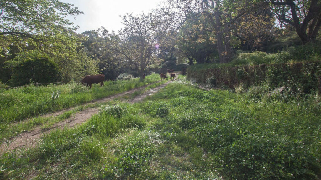 Finca - Cortijo Gaucín Málaga - image 10