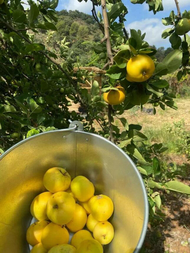 Finca - Cortijo Monda Málaga - image 18
