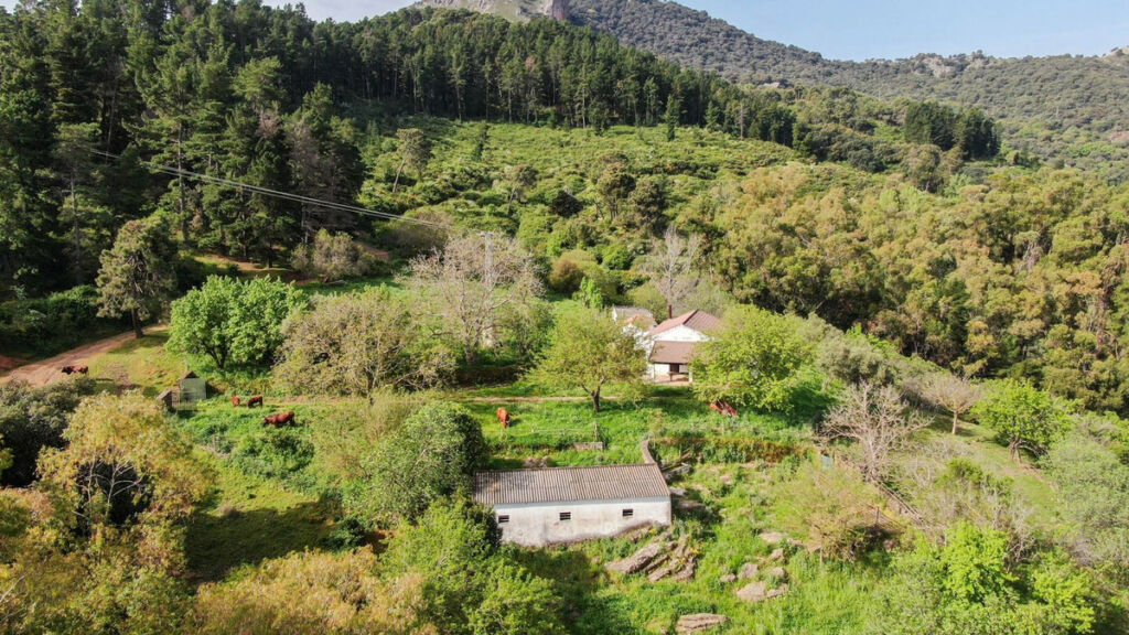 Finca - Cortijo Gaucín Málaga - image 14