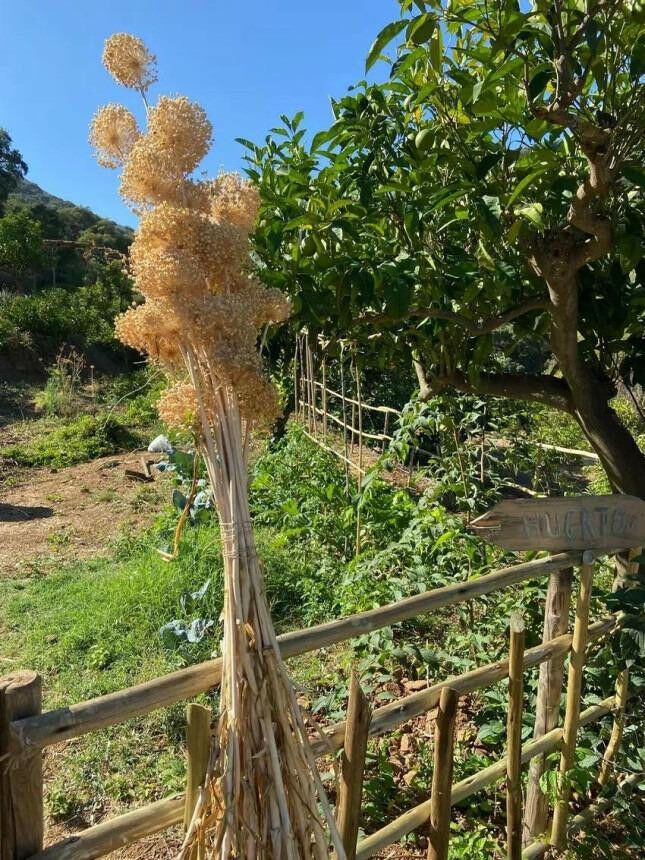 Finca - Cortijo Monda Málaga - image 21