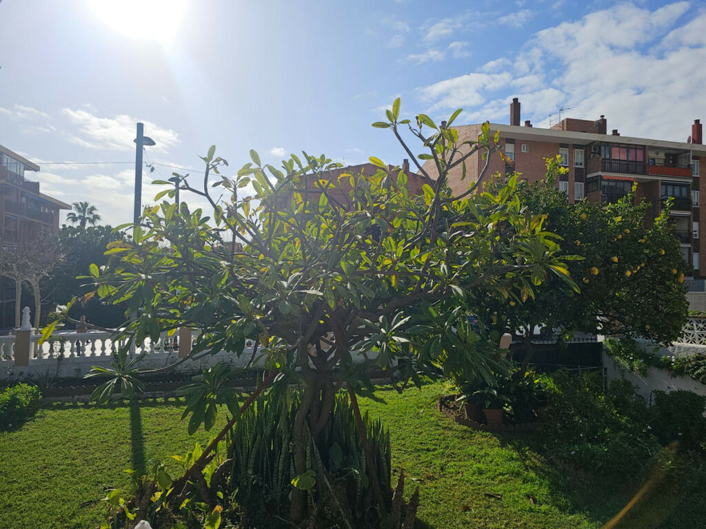Bungalow Arroyo de la Miel Málaga - image 17