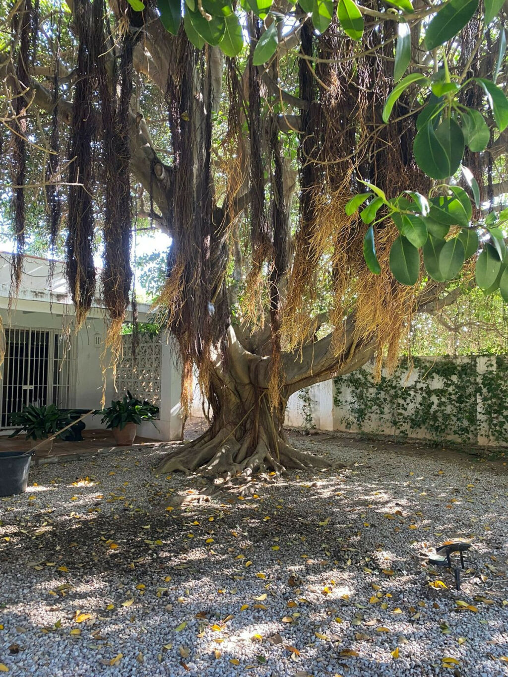 Detached Villa Guadalmina Baja Málaga - image 19
