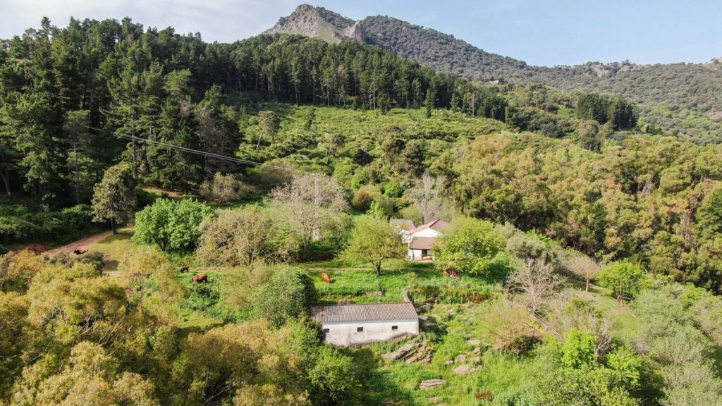 Finca - Cortijo Gaucín Málaga