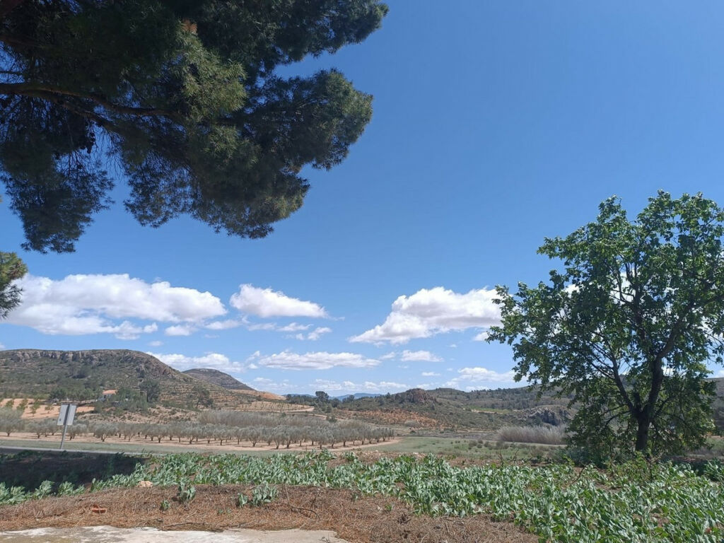 Finca - Cortijo Yecla Murcia - image 3