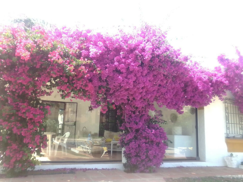 Detached Villa San Pedro de Alcántara Málaga - image 32