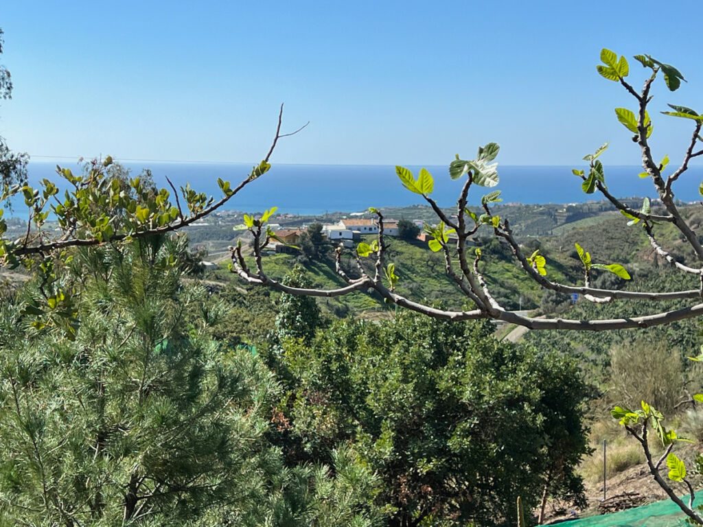 Detached Villa Almayate Málaga - image 4
