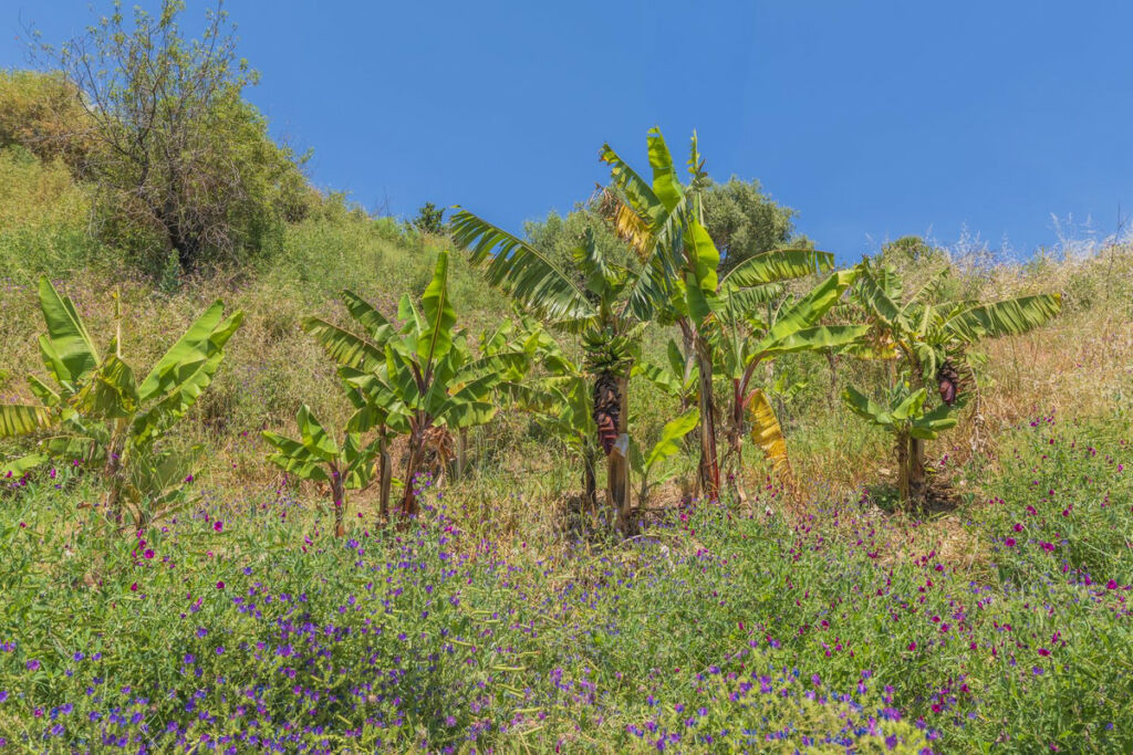 Land Estepona Málaga - image 4