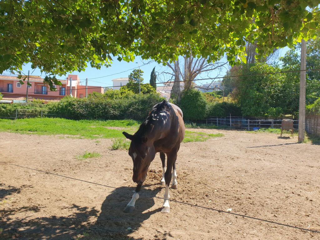 Finca - Cortijo San Enrique Cádiz - image 76