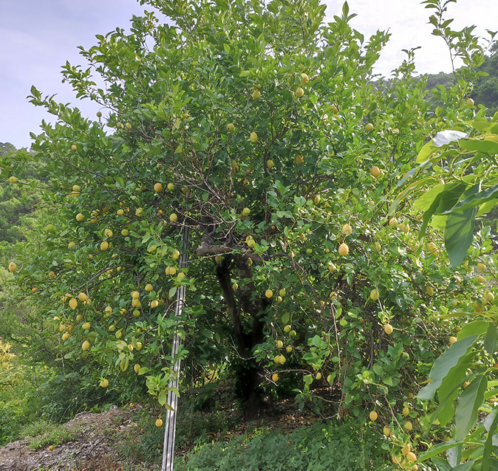 Finca - Cortijo Istán Málaga - image 14