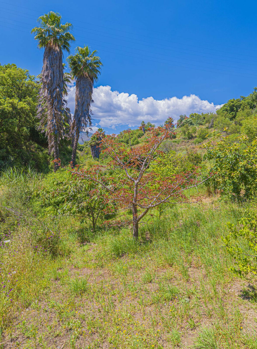 Land Estepona Málaga - image 65