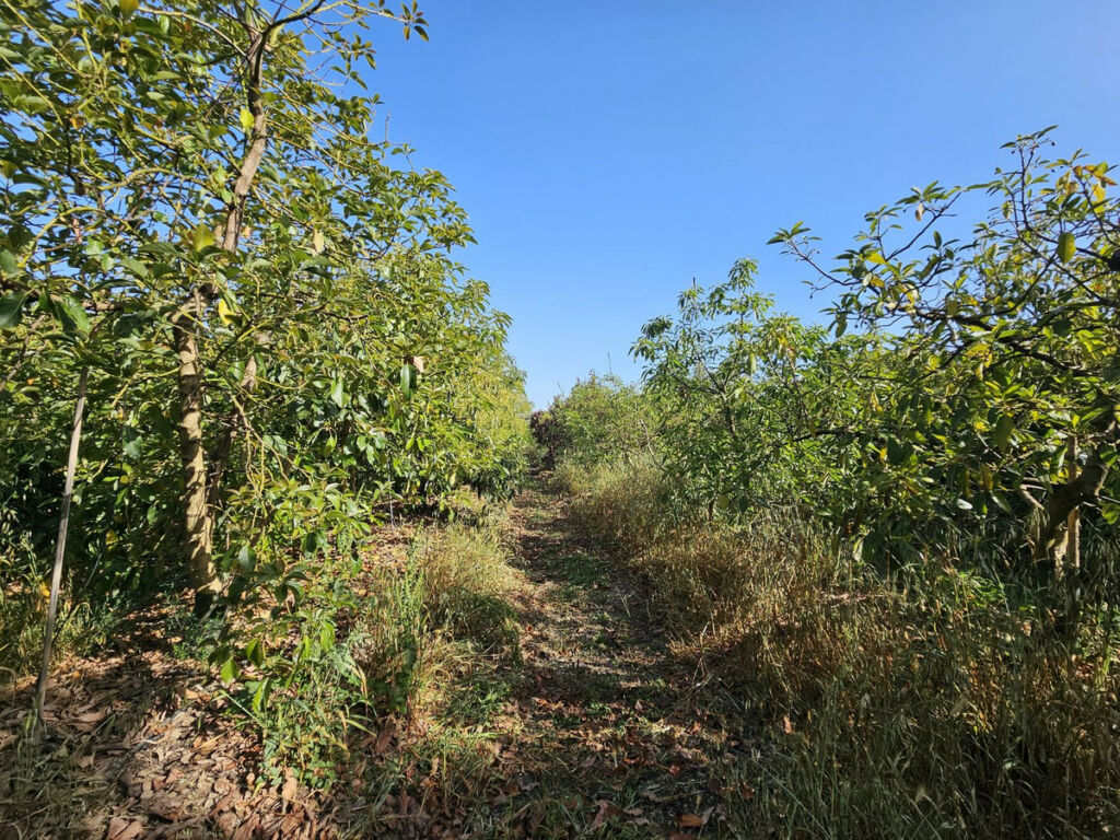 Farm San Martín de Tesorillo Cádiz - image 12