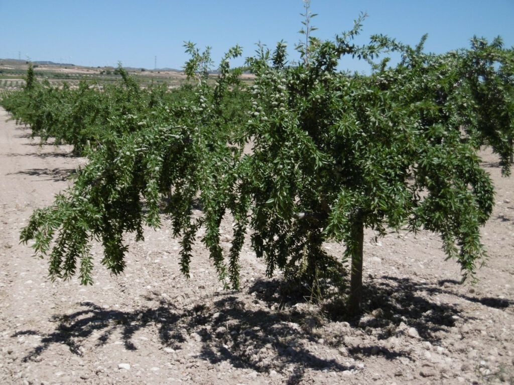 Land Yecla Murcia - image 10
