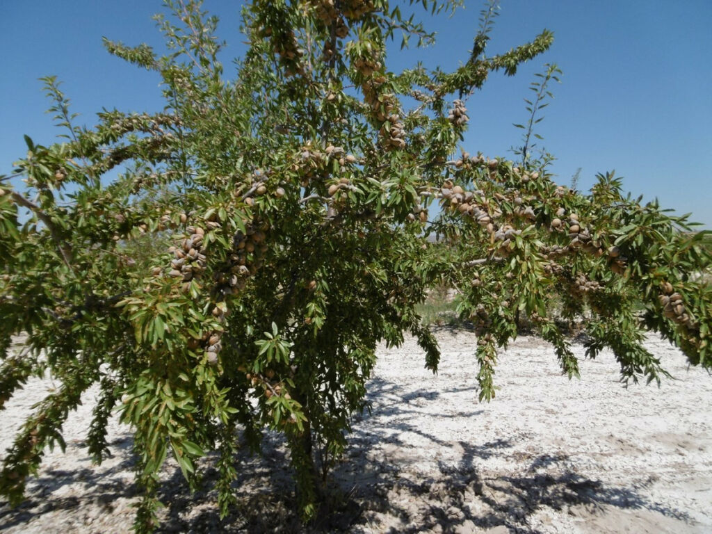 Land Yecla Murcia - image 11