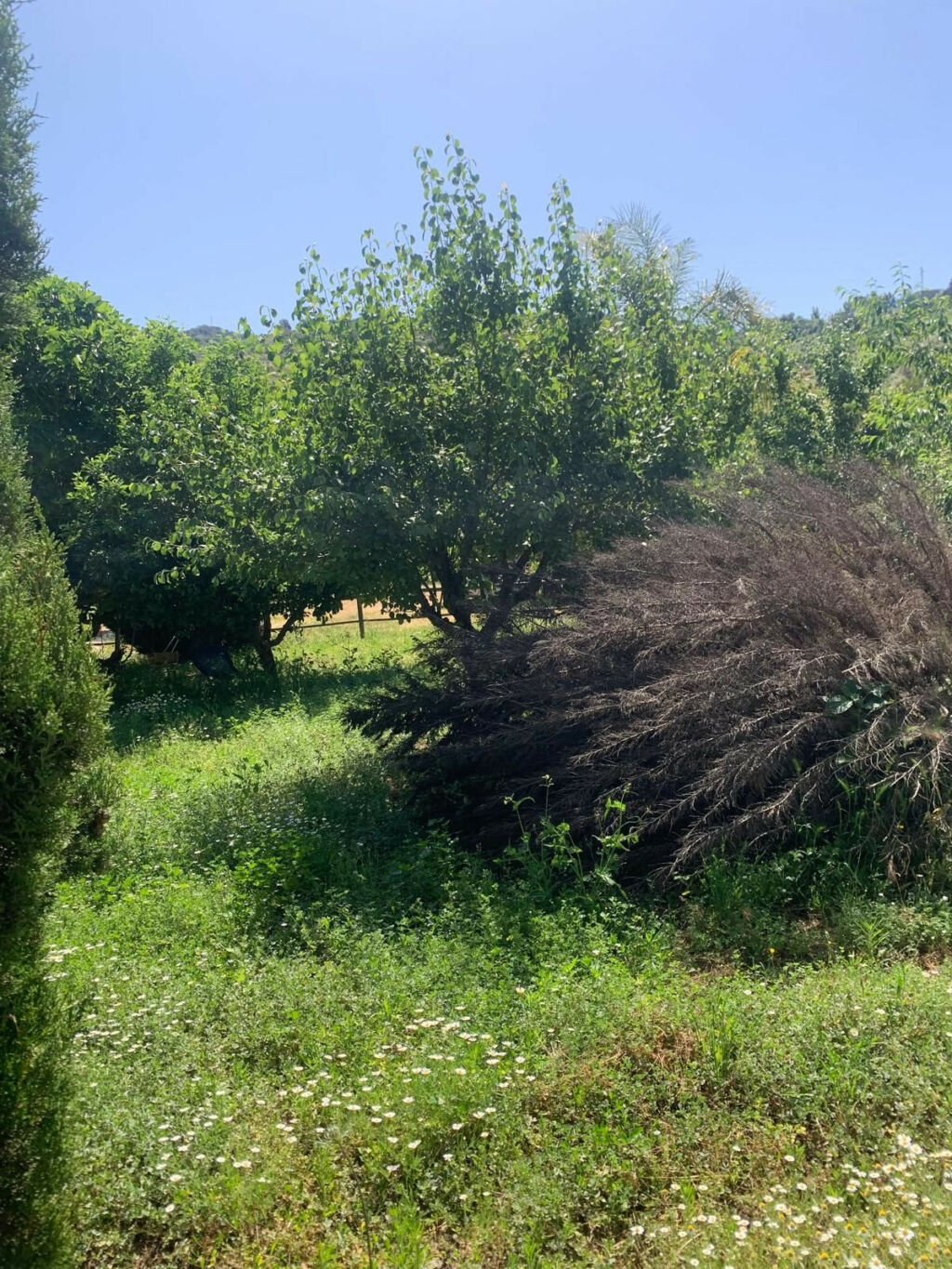 Finca - Cortijo Ojén Málaga - image 15