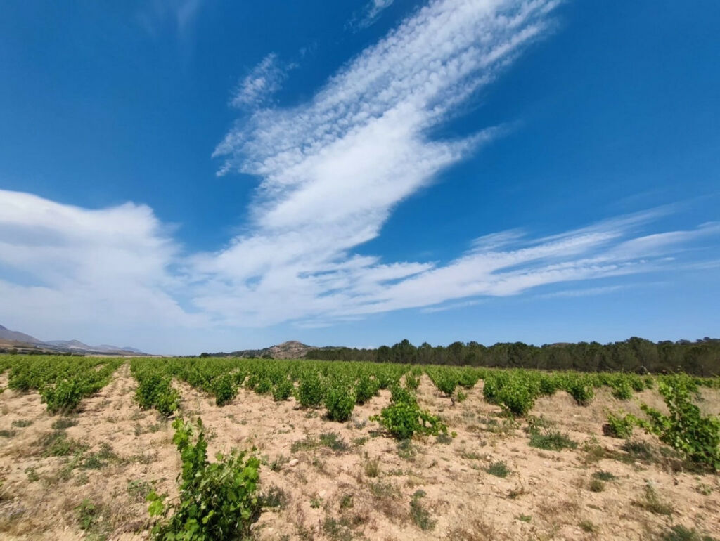 Finca - Cortijo Yecla Murcia - image 19