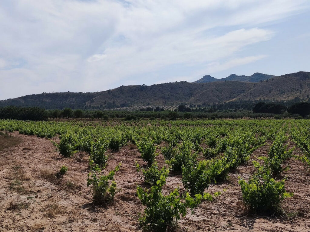 Finca - Cortijo Yecla Murcia - image 20
