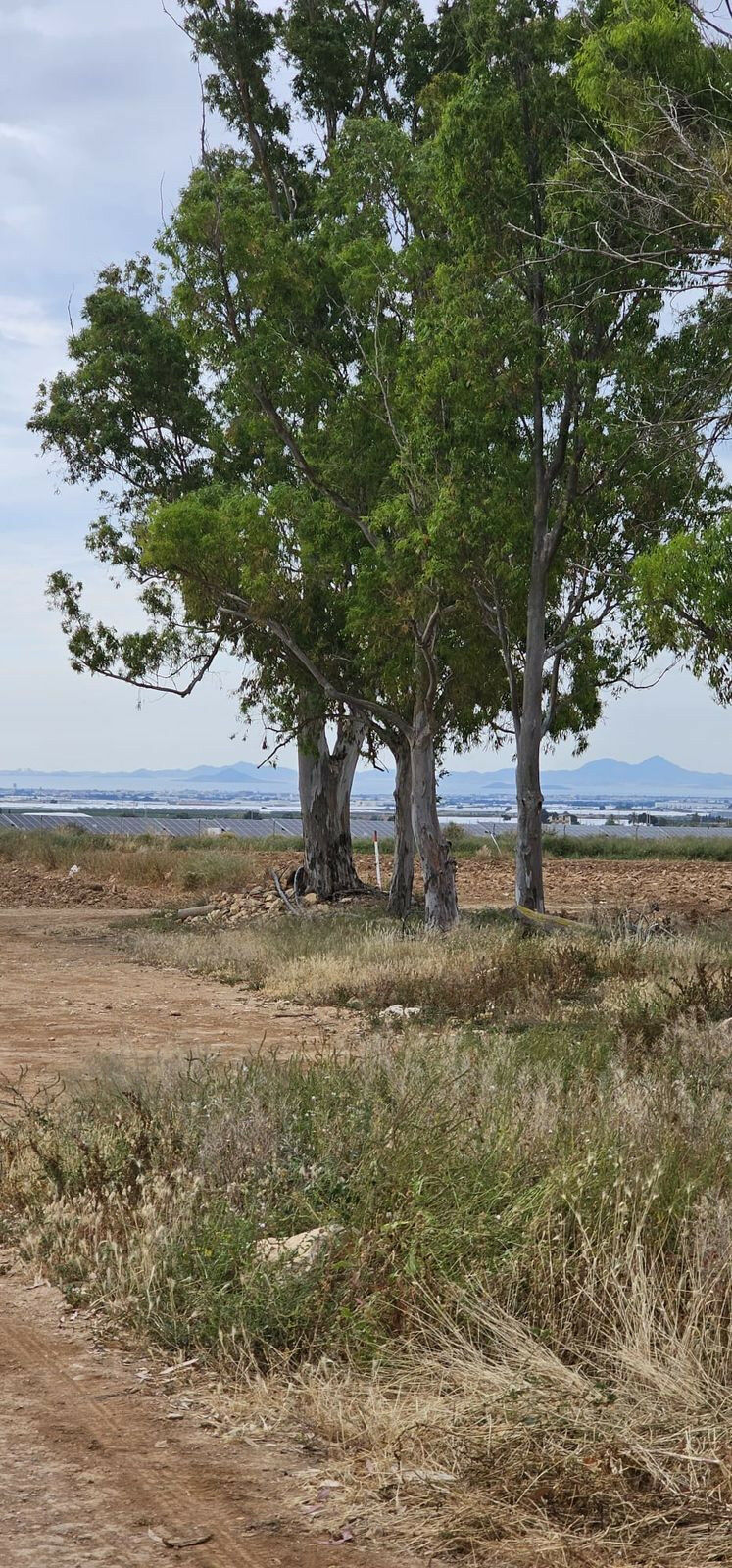 Commercial Plot Sucina Murcia - image 23