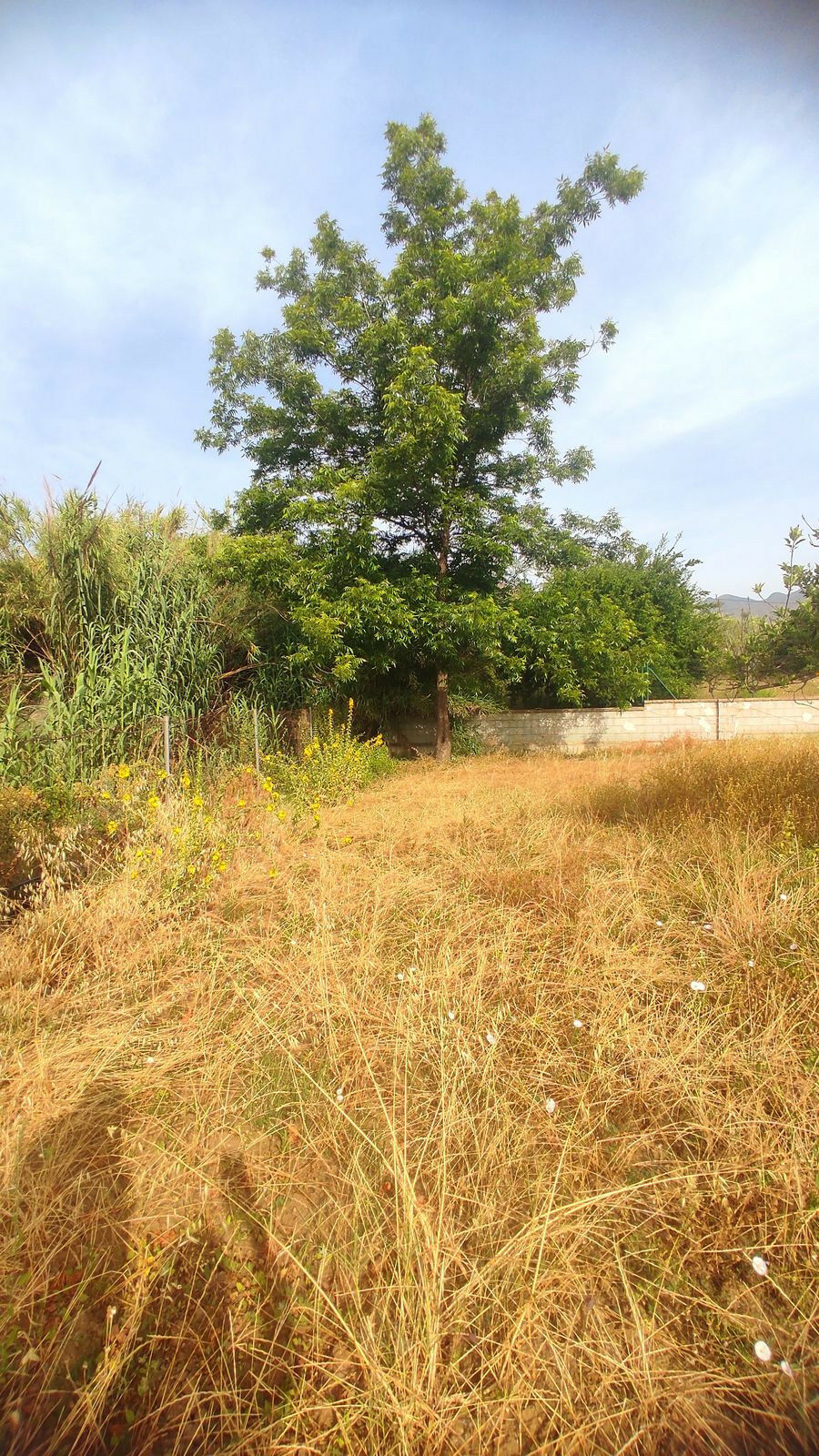 Finca - Cortijo La Cala Málaga - image 24