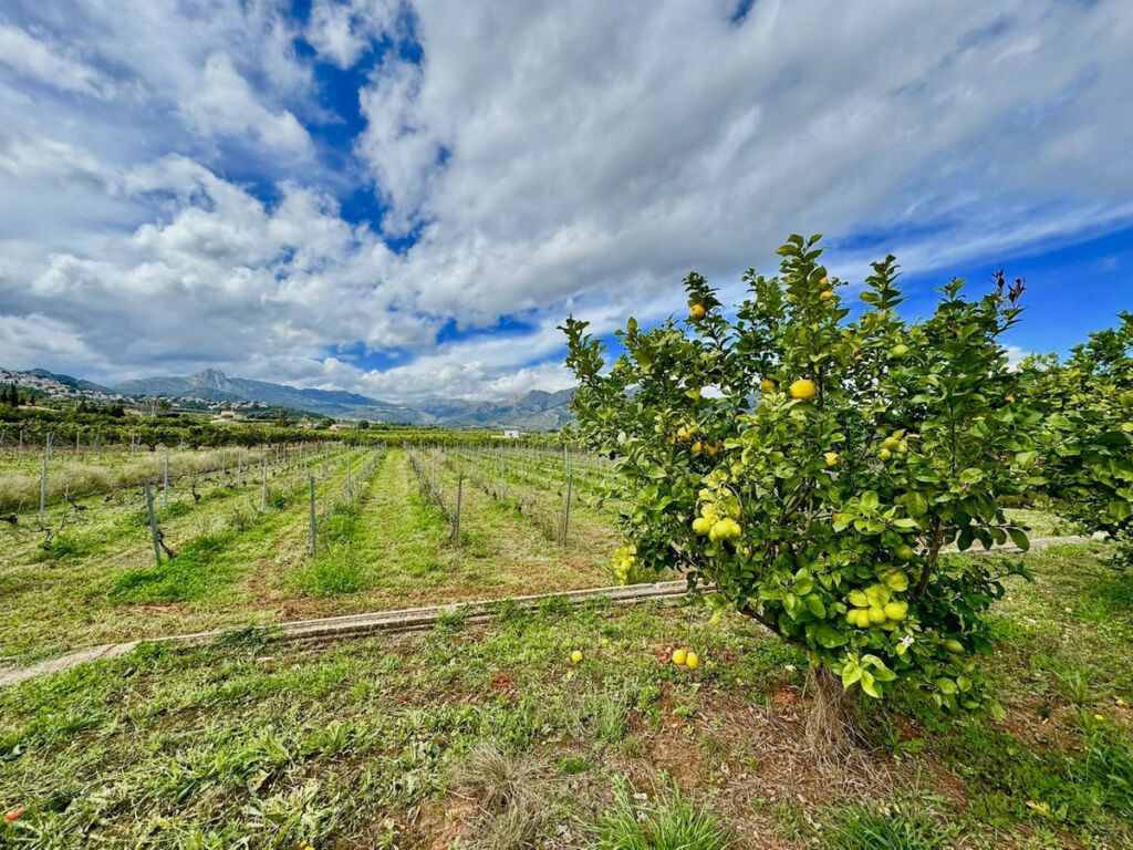 Finca - Cortijo Benidoleig Alicante - image 26
