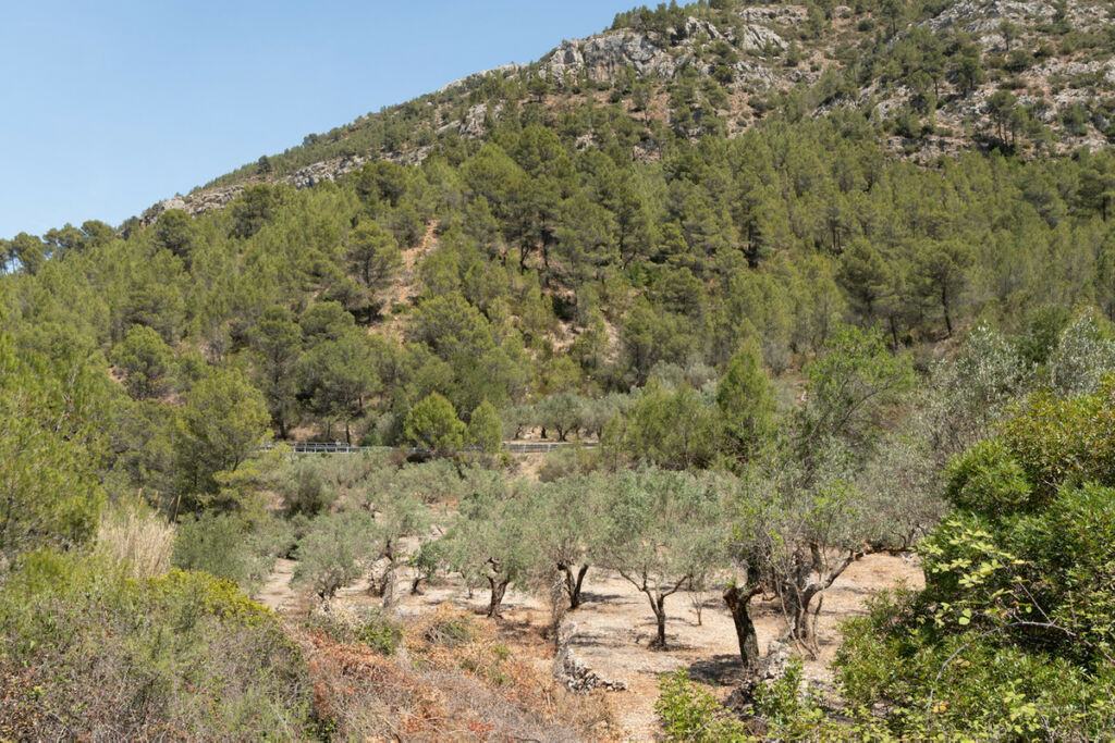 Finca - Cortijo Castell de Castells Alicante - image 32