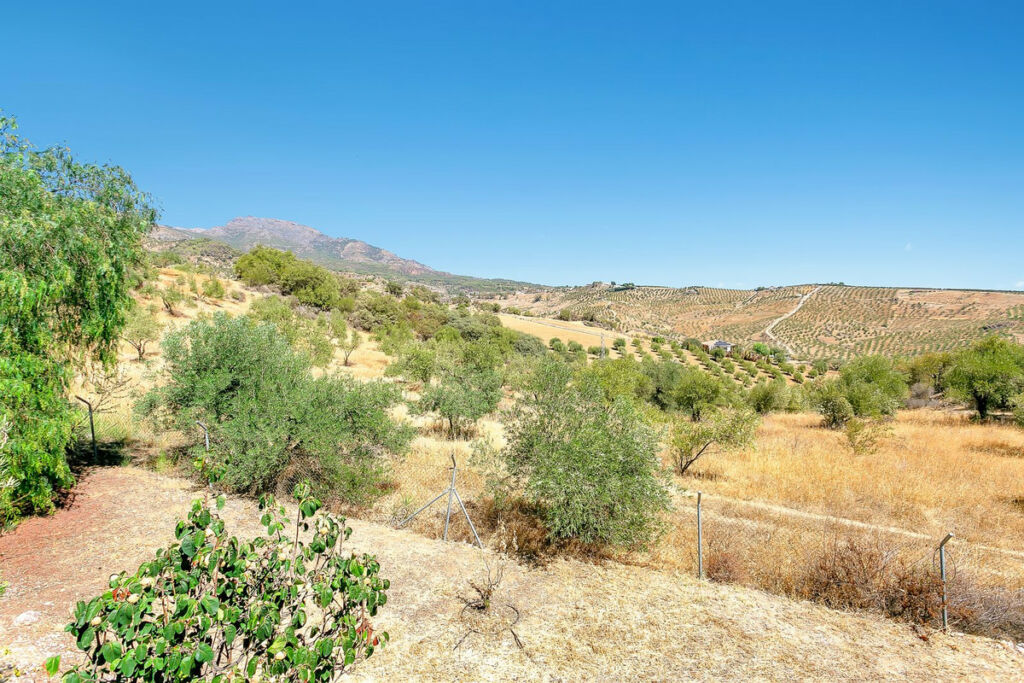 Finca - Cortijo Tolox Málaga - image 38