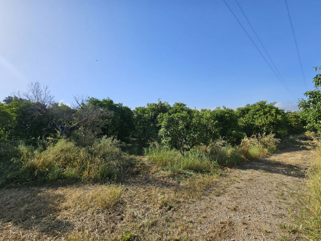 Farm San Martín de Tesorillo Cádiz - image 6