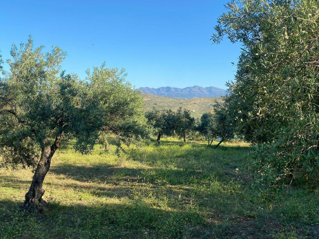 Finca - Cortijo Alozaina Málaga - image 47