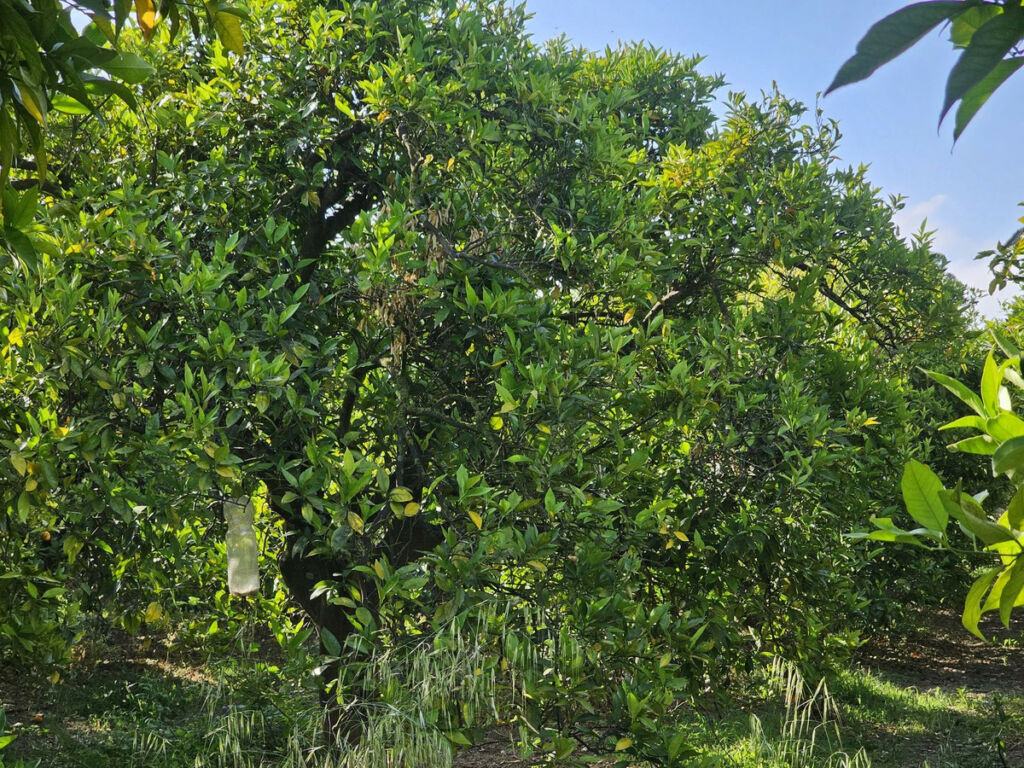 Farm San Martín de Tesorillo Cádiz - image 7