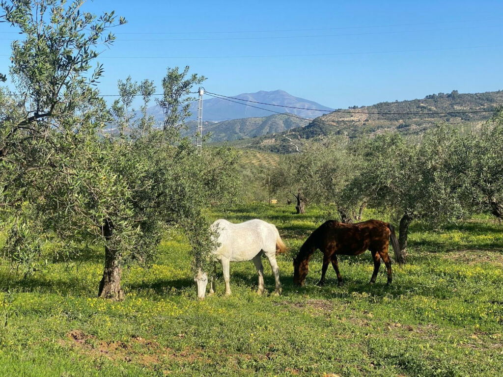 Finca - Cortijo Alozaina Málaga - image 50
