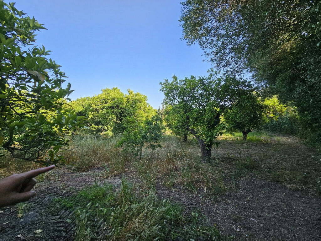 Farm San Martín de Tesorillo Cádiz - image 8