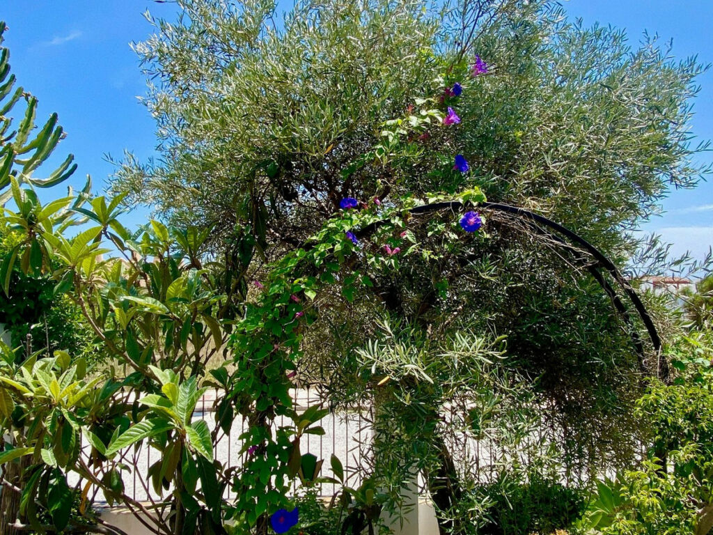 Detached Villa Calahonda Málaga - image 64